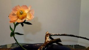 ikebana at home inspired by branch and bark, flowers with bonita