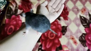 Rat6（2）