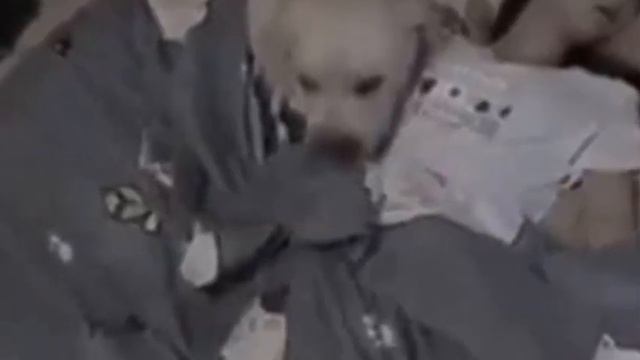 Пара усыновляет щенка а он всю ночь смотрит на них во сне. Причина шокирует