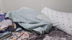 кот спрятался в подушке