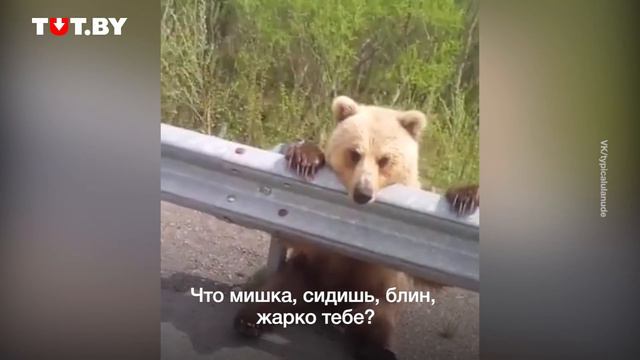 Водитель увидел на трассе вальяжно сидящего медвежонка. Милое видео из Бурятии смотреть онлайн
