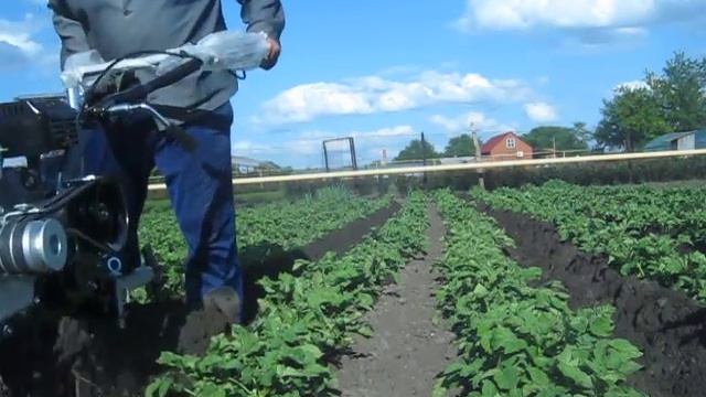 Мотоблок Fazenda (Фазенда)3/1 ,  окучивание картофеля.