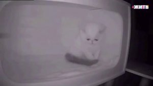 Плачет котёнок из-за того что остался один