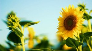 Подсолнух и пчелы | Футажи красивая природа [FullHD]