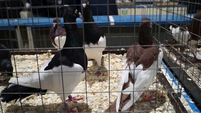 ЯРМАРКА ГОЛУБЕЙ в МОСКВЕ. 25.12.21#голуби#ярмарка#птичийрынок#pigeons#tauben