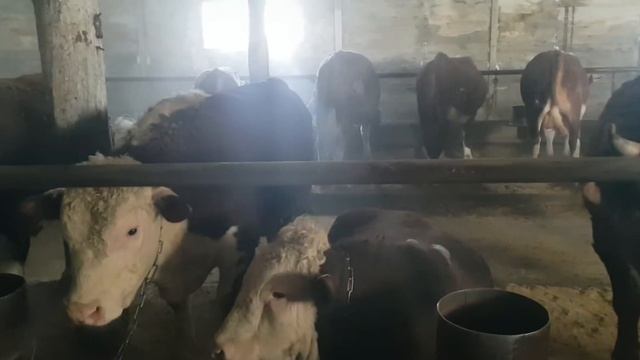 Быки на откорме, февраль месяц | Сколько раз кормим дроблёнкой в день? смотреть онлайн