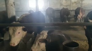 Быки на откорме, февраль месяц | Сколько раз кормим дроблёнкой в день?