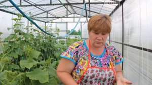 Огурцы в теплице. Пасынкование огурцов: за или против. (15.06.16 г. )