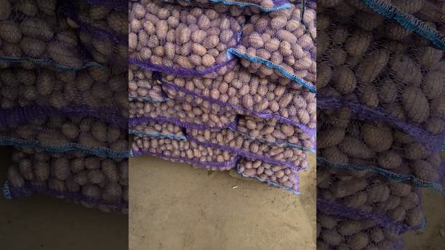 Картофель мелкий второй сорт социальный Брянская область урожай 2021 смотреть онлайн