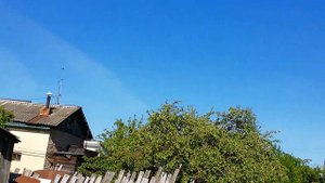 ленинаканские бойные голуби