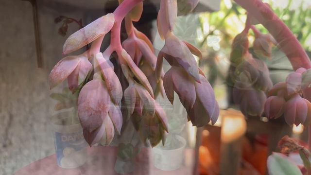 Echeveria Pallida. Reproducción y cuidados básicos. Suculenta para Principiantes. смотреть онлайн