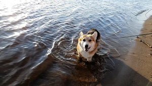 Корги Гоша рычит.