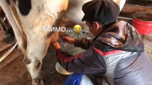 УЧУСЬ ДОИТЬ КОРОВУ?
