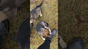 Щенки в добрые руки бесплатно!!! Омск!!!