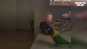 LIKE A BOSS COMPILATION #2