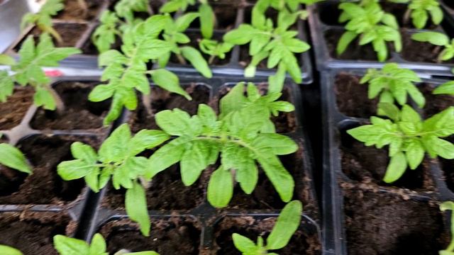 Рассаду не узнать от этой дешевой аптечной подкормки, Полейте, Через 2 дня не узнаете растения! смотреть онлайн