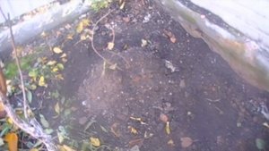 Укрытие актинидии в зиму