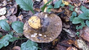 По грибы да по ягоды в Пироговский лесопарк