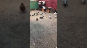 Серпасто-выворотные голуби (хоз-во Шкурина А. И.)! тел.89094022094.