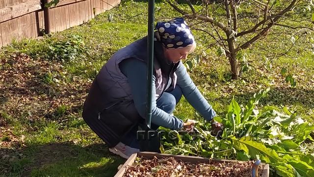 Собираю урожай хрена. Рецепт приготовления хрена. смотреть онлайн
