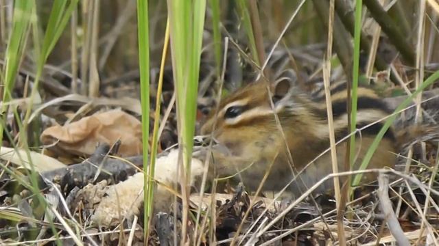 Бурундук Tamias sibiricus смотреть онлайн