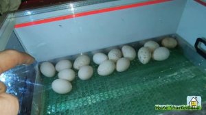 Первый вылуп в инкубаторе Весна