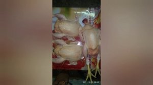 КОКЦИДИОЗ Бройлеров/ Несушек у молодняка и взрослой птицы. Препараты для лечения. ПРОФИЛАКТИКА