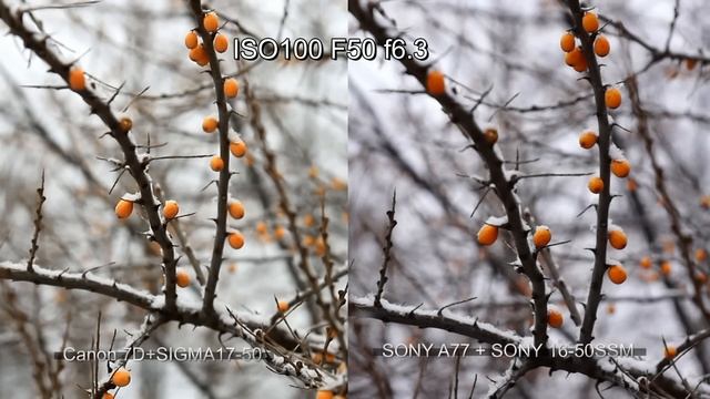 Canon7D vs SONY A77. test1 смотреть онлайн