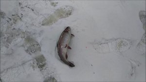 Пришёл, поймал, остался без удочки и приманки. Обеденный обзор с Нижнего. Клёвое место