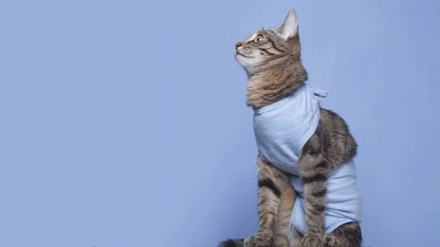 Сколько дней гуляет кошка: примеры в первый раз и как долго по времени смотреть онлайн