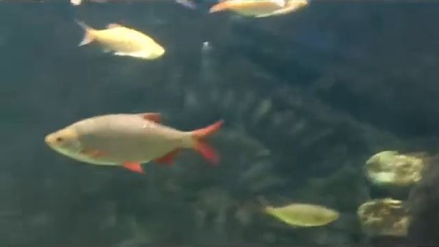 Краснопёрка Scardinius erythrophthalmus