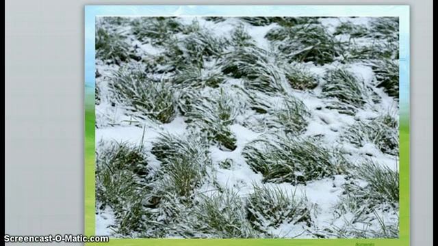 Зелёные растения под снегом смотреть онлайн