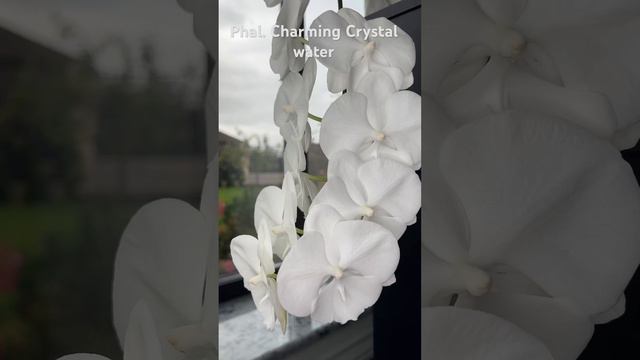 Phal. Charming Crystal water. Белая орхидея моя 🤍🤍🤍 Каскад цветов по 9 см. Компактная розетка.