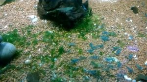 Креветка «Голубое желе» Neocaridina Heteropoda var. Blue Jelly