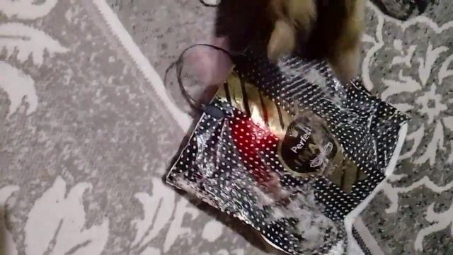 Интерактивная игрушка для кота. 29 мая 2024 г. смотреть онлайн