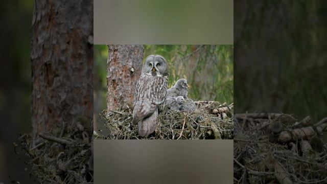 Дидактична гра " Тварини зоопарку та їх дитинчата", загадки та вправа «Що у кого?» смотреть онлайн