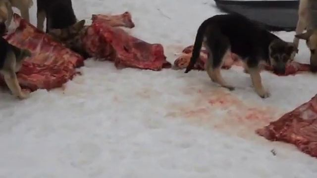 Кормление собак. Натур-продукт. смотреть онлайн