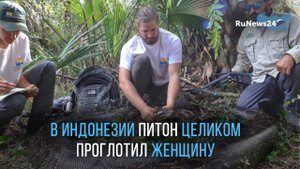 В Индонезии семиметровый питон целиком проглотил 54-летнюю женщину