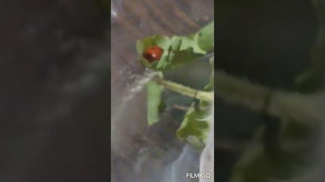 Божья коровка Анжелика и Солдатик артур смотреть онлайн