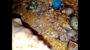 DIY Панно на стену декор стен своими руками из ракушек в морском стиле