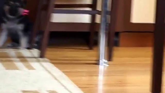Щенки ВЕО помет Т  возраст ровно месяц! (Легендарики)