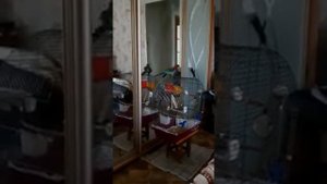 Попугай розелла поет/Rosella parrot is singing