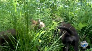 Волки. Жизнь волков в дикой природе.