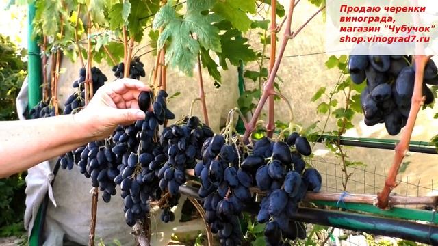 Виноград РОМБИК - ультраранний срок созревания, крупные ягоды и необыкновенный вкус ягод. смотреть онлайн