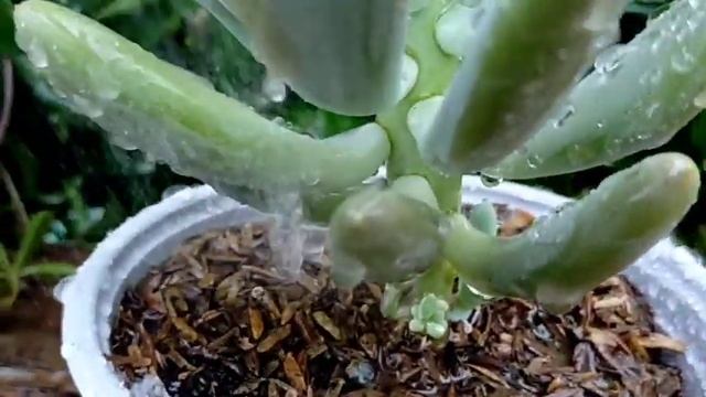 49/100 Pachyphytum Bill Baker "Flat Moonstone" Succulent Care Guide || Summer-friendly Succulent смотреть онлайн