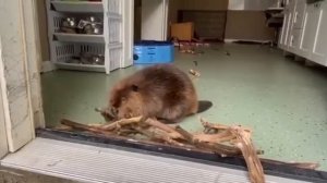 Бобёр решил построить плотину