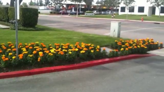 Marigolds смотреть онлайн