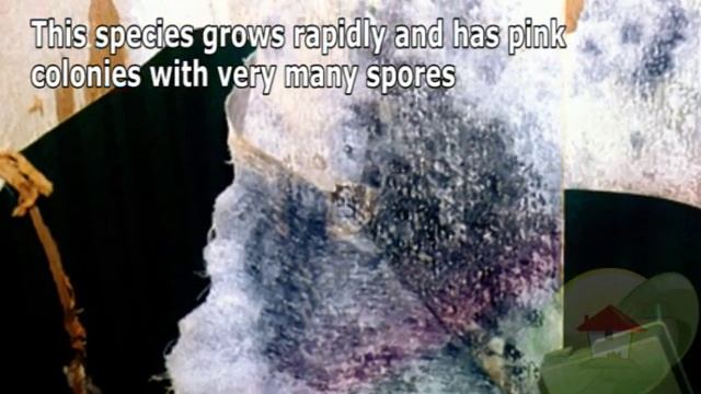 Monilia sp смотреть онлайн