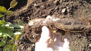 Пересадка Розы в августе от и до.