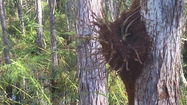 Bug-A-Salt 3.0 vs Fire Ants смотреть онлайн